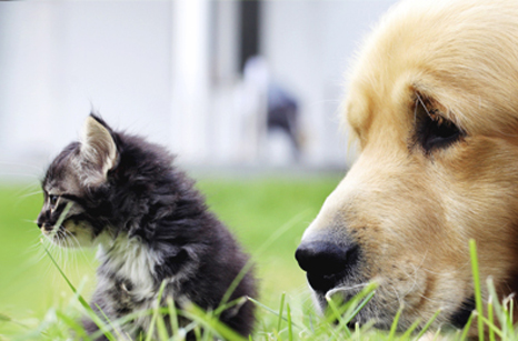 Cat and dog store hospital of columbia